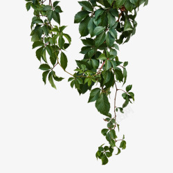天然植物绿色吊篮植被天然绿植高清图片