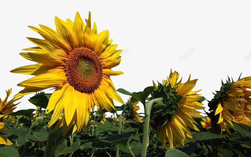 向日葵花背景png免抠素材_88icon https://88icon.com 向儿葵 向日葵背景 花 花草