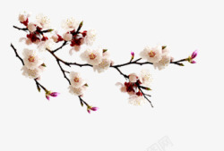 白梅花花朵花枝蓓蕾素材