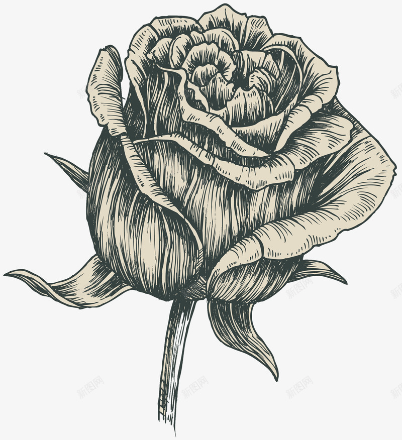 素描手绘单枝玫瑰花png免抠素材_88icon https://88icon.com 写生 玫瑰 玫瑰纹身 素描 线稿 花卉 蔷薇