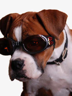 戴眼镜的帅小狗素材