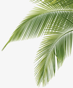 椰子树叶贴图椰子树叶绿高清图片