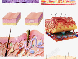 皮脂医疗美白结构图高清图片