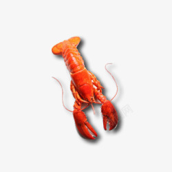 创意合成煮熟的小龙虾素材