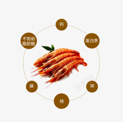 红虾素材