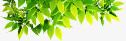 春季黄绿色树叶树枝装饰素材