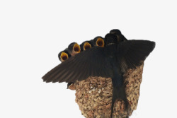 燕子窝哺育雏鸟的燕妈妈高清图片