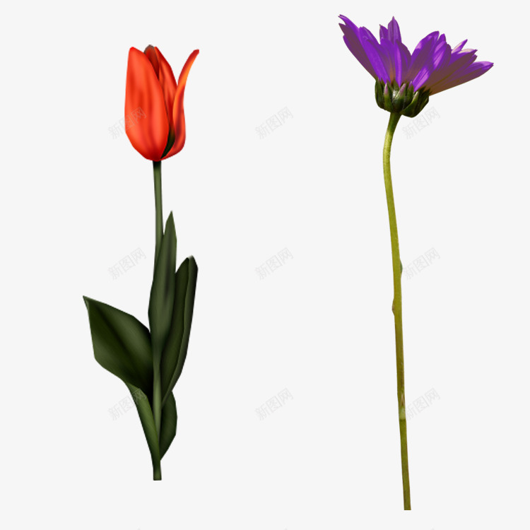 已开花草png免抠素材_88icon https://88icon.com 免抠PNG 图片素材 已开 花草