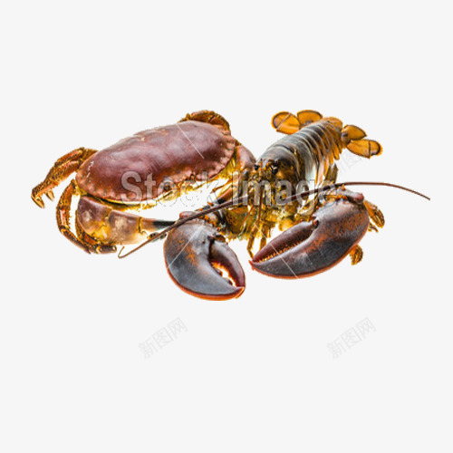 螃蟹与虾png免抠素材_88icon https://88icon.com 新鲜食材 新鲜食物 海鲜 海鲜自助 虾 食材 食物