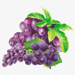 巨峰葡萄紫色葡萄高清图片