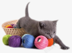 灰猫彩色猫咪与毛线高清图片