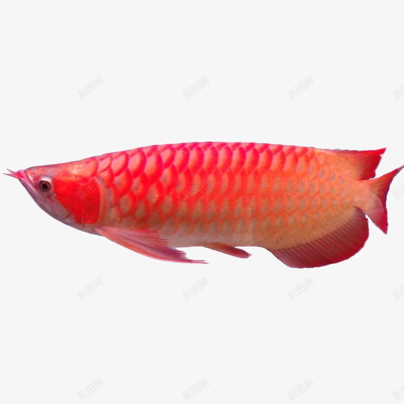 金龙鱼png免抠素材_88icon https://88icon.com 动物 血红 观赏鱼 过背金龙鱼 金龙图案 鱼类