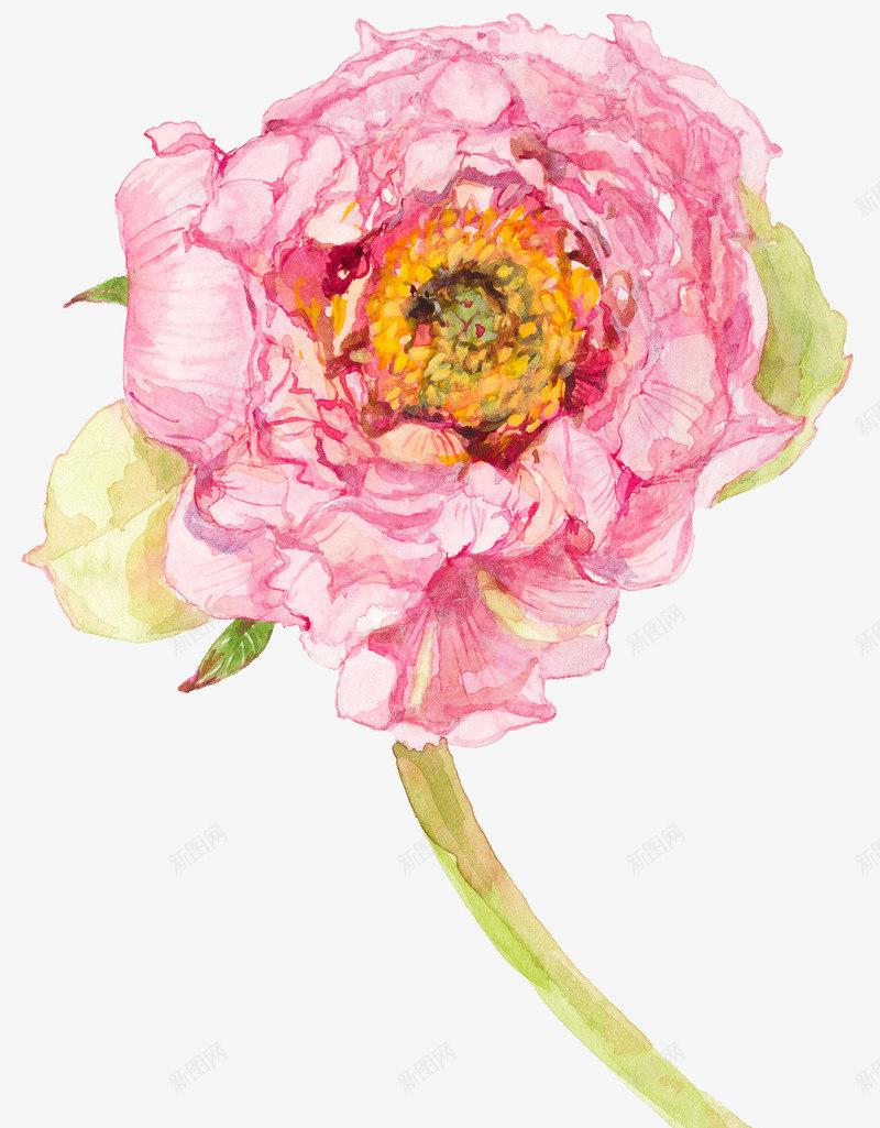 一朵美丽的水彩粉色花png免抠素材_88icon https://88icon.com 桔梗 植物 简图 美丽的 花卉 花朵 花瓣 装饰