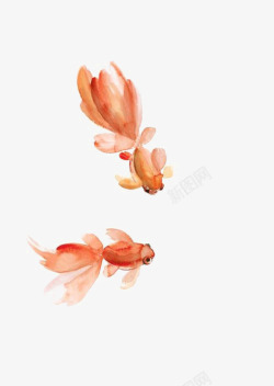 金鱼插画水彩金鱼高清图片