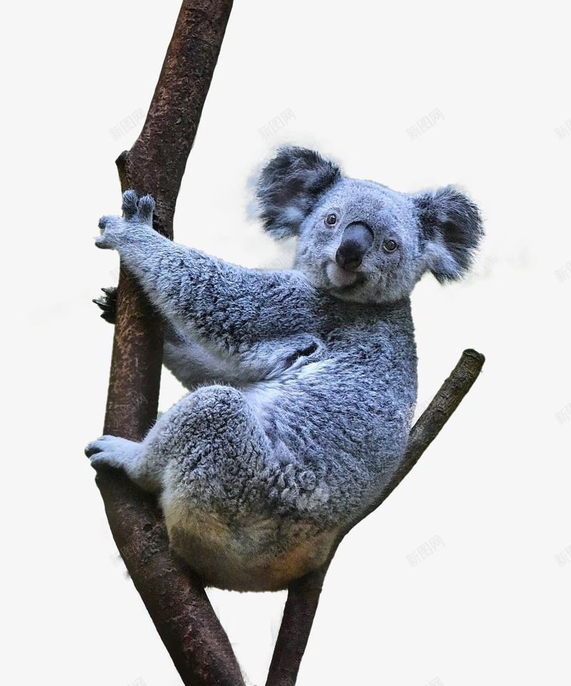 在树杈上的灰色考拉png免抠素材_88icon https://88icon.com 动物 树杈 灰色 考拉