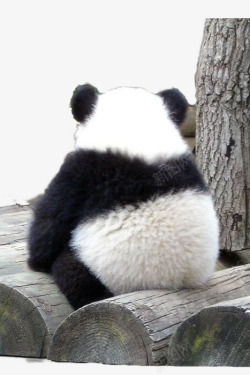 发怒熊猫我生气了高清图片