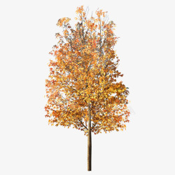 秋天的树林树高清图片