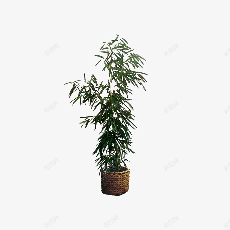 一盆花朵png免抠素材_88icon https://88icon.com 树木 绿色 花朵 花草