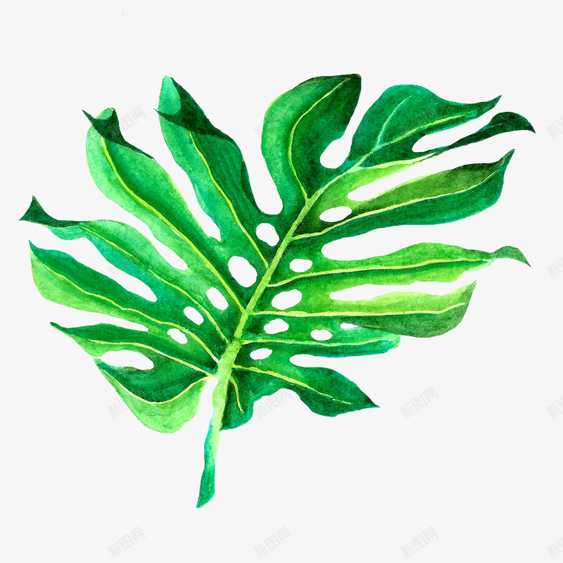 绿色手绘植物装饰png免抠素材_88icon https://88icon.com 卡通植物 叶子 效果图 植物 热带植物 绿叶 绿色植物