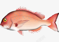 卡通手绘海鲜鱼类插画素材
