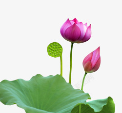 印度国花粉红色纯洁的水芙蓉和荷叶莲蓬实高清图片
