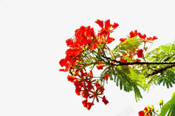 黄红色凤凰美丽的实景凤凰树高清图片