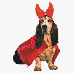 狗狗穿红色斗篷可爱穿衣服的狗狗高清图片