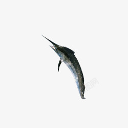 大海里的鱼带箭头的鱼高清图片