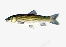 白色的鱼一条草鱼高清图片