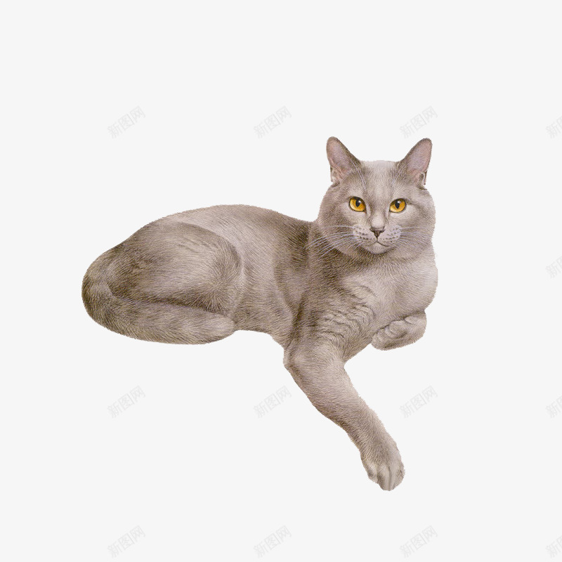 猫png免抠素材_88icon https://88icon.com 动物 可爱 可爱小猫呆萌小猫 咪咪 喵星人 宠物 宠物猫 家宠 小猫 猫 猫免扣元素 猫咪插画 生物