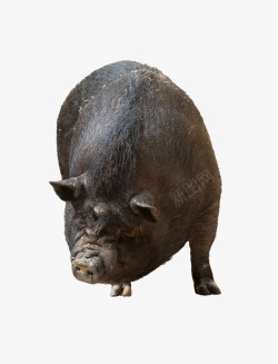 胖猪实物黑毛猪高清图片