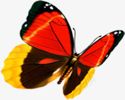 春季黄红色蝴蝶装饰素材