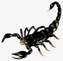 蝎子黑色蝎子高清图片