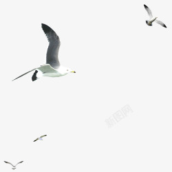 白翅膀海鸥高清图片