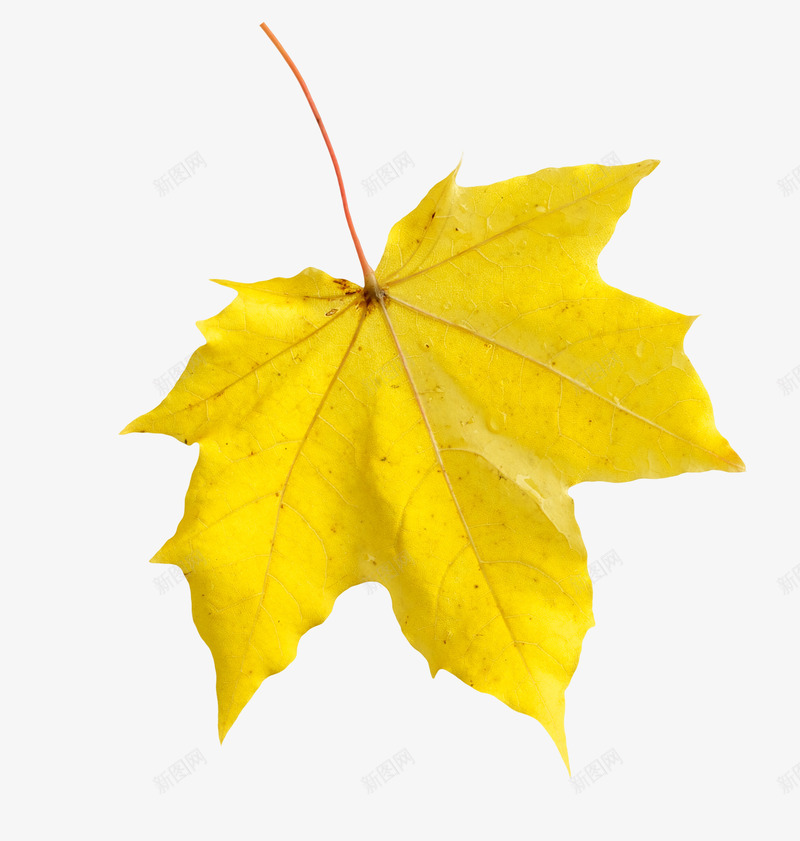 实物秋天落叶枫叶png免抠素材_88icon https://88icon.com 实物 广告设计 枫叶 海报设计 清新装饰 落叶装饰插画 金黄色落叶