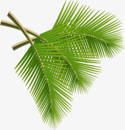 椰子树叶贴图卡通椰子树叶夏天高清图片