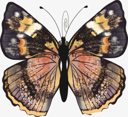 花翅膀蝴蝶标本高清图片