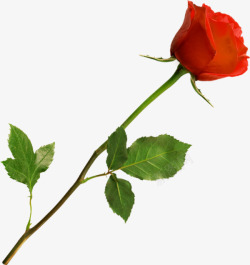 玫瑰花边相框情人节元素高清图片