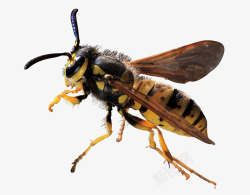 黄蜂蜂高清图片