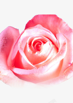 花朵玫瑰露珠唯美国色天香素材