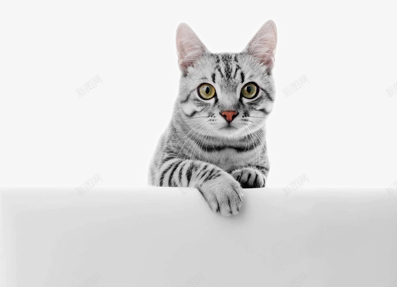 可爱猫咪png免抠素材_88icon https://88icon.com 动物 可爱摄影 可爱猫咪 小巧猫咪 猫咪表情动作 短毛