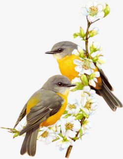 杏花枝头的小黄鸟素材