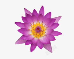 水芝紫色纯洁的盆状带水珠的水芙蓉实高清图片