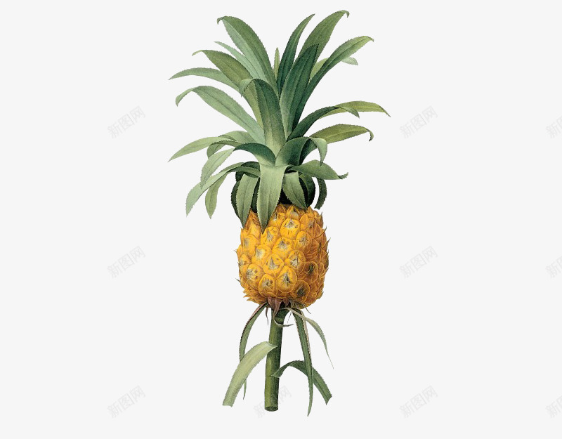 枝干上的菠萝png免抠素材_88icon https://88icon.com 卡通 叶子 手绘 枝干 桔梗 水果 菠萝 黄色