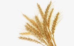 禾稻大米高清图片