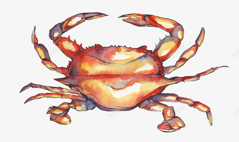 水彩螃蟹矢量图eps免抠素材_88icon https://88icon.com PNG图片 PNG图片素材 PNG素材 PNG素材免费 PNG素材免费下载 水彩 海产 海鲜 螃蟹 矢量图