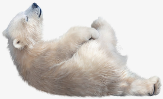 洋洋得意的小北极熊png免抠素材_88icon https://88icon.com 北极动物 小北极熊 洋洋得意的 珍惜动物 白色