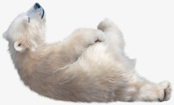 洋洋得意的洋洋得意的小北极熊高清图片