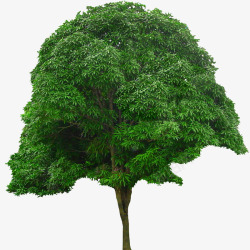 绿色植物背景树木素材