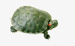 黑色龟壳乌龟绿壳乌龟高清图片